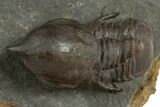 Pelagic Trilobite (Cyclopyge) Fossil - Huge Eyes #344609-1